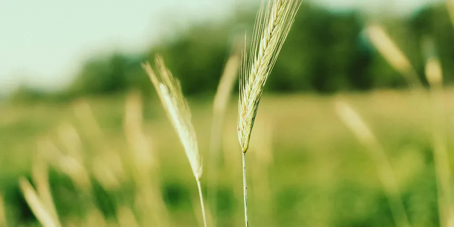 Serene Summer Wheat Field in Vitebsk