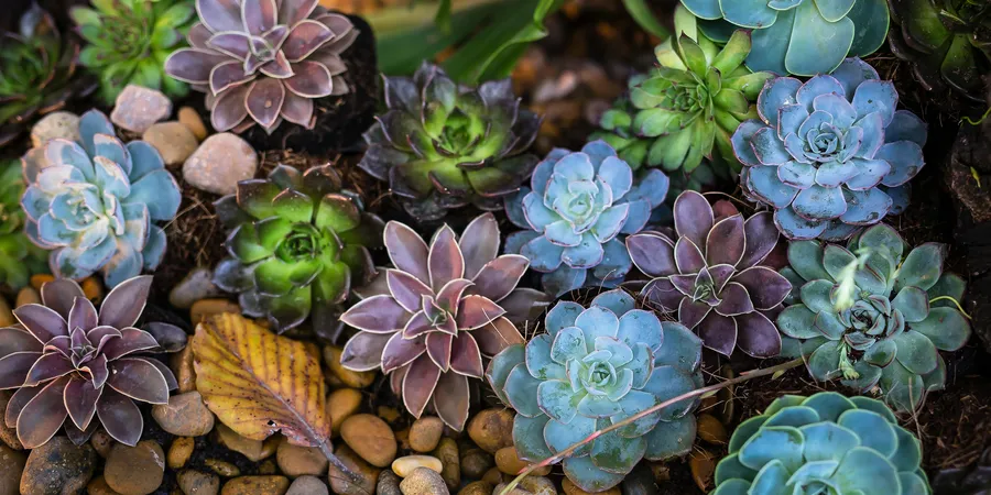 Assorted-color Flowers