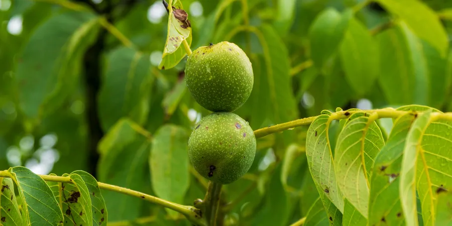 Close-up of Unripe Walnuts on Tree Branch